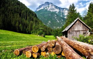 Wood forest mountains