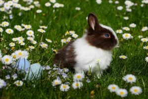 rabbit grass