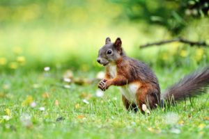 squirrel eating grass