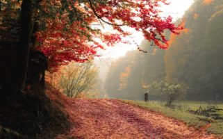 landscape autumn forest