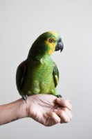 Animals parrot