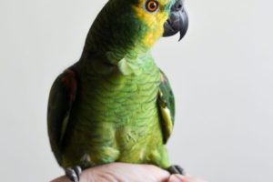 Animals parrot