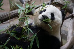 Animals cute panda