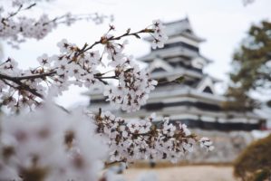 tree japan