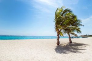 beach landscape sea tree